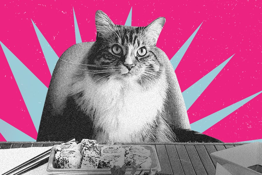 Kampagnenmotiv mit der Katze zur Ansprache der GEN Z im Recruiting.